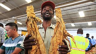 Récolte-record de tabac par les agriculteurs zimbabwéens