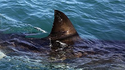 Égypte : un touriste tchèque tué par un requin en mer Rouge