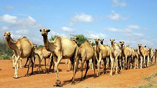 Kenya to employ camels in policing Somali border, fighting banditry