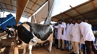 Somali brothers invest in dairy farm to meet local demand for fresh milk