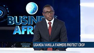 Les producteurs de vanille en Ouganda protègent leur culture[Business Africa]