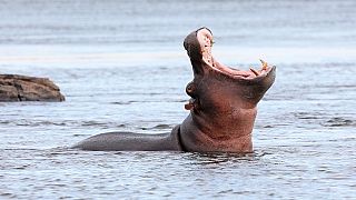 Kenya Wildlife officials kill hippo following deadly attack on Taiwan tourist