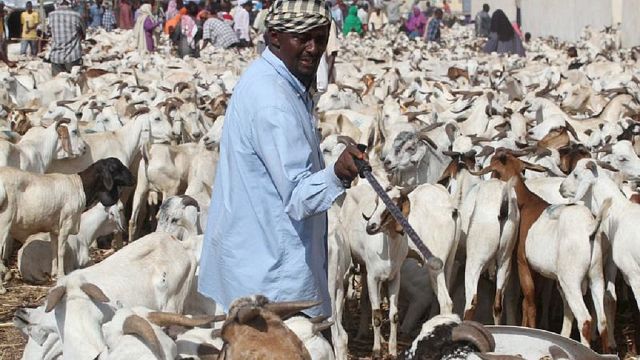 Saudi Arabia Rejects 27000 Sheep And Goats From Somalia Africanews