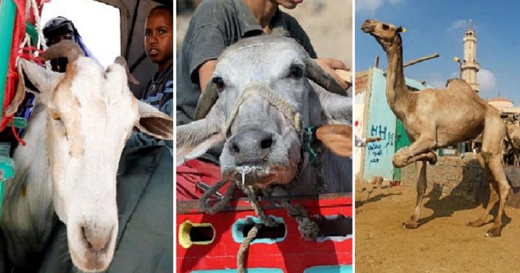 Photos Camels Sheep Cows On Display Ahead Of 2018 Eid Africanews