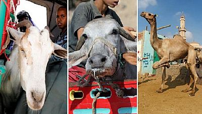 Photos: Camels, sheep, cows on 'display' ahead of 2018 Eid