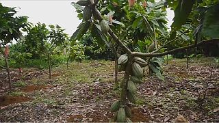 Cameroon's cocoa production decreases