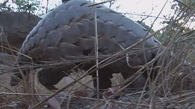 Cameroon police operation nets over 700kg of pangolin scales
