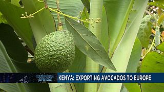 Kenya relies on avocado exports