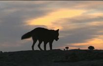 Lobos y vieiras, en nuestro programa The Brief