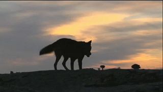 «Μάχη» για λύκους και ψαράδες στην Ευρώπη