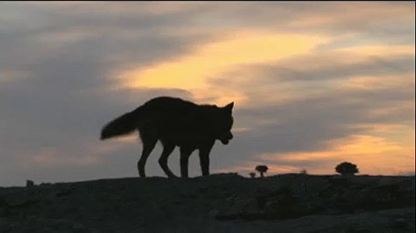 Brief from Brussels: Wolf debate bites, scallop spat flares Brief from Brussels: Wolf debate bites, scallop spat flares