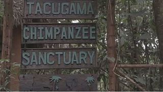 Inside Sierra Leone's chimpanzee sanctuary