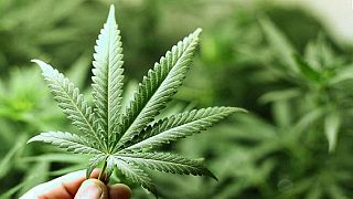 Afrique du Sud : consommer le cannabis à titre privé n'est plus un crime