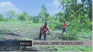 Japon-Sénégal : soutenir les petits horticulteurs