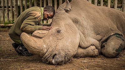 South Africa rhino poaching drops significantly