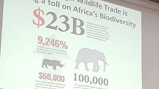 Corruption blamed for fuelling rampant environmental crimes