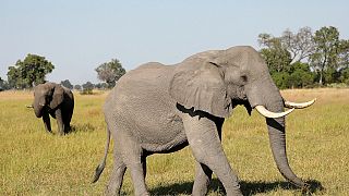 De l'ivoire clandestin d'Afrique vers la Chine