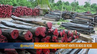 Madagascar defends plan to audit, sell its precious wood [The Morning Call]