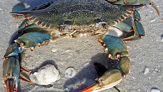Tunisia fishermen cash in on blue crabs