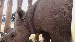 Mort de deux des six rhinocéros noirs réintroduits en mai au Tchad