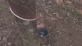 Ivory Coast hopes to increase rubber production to 2 mln tonnes