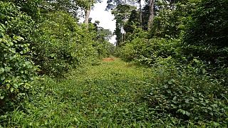 Gabon - forêt : des villageois en colère revendiquent leurs droits