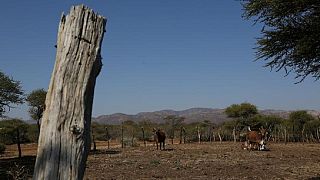 Afrique du Sud : la réforme agraire sera adoptée