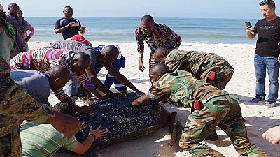 [Photo] Congo : à Pointe-Noire, des éléments de la garde présidentielle sauvent une tortue marine