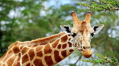 Girafes : des drones détecteurs pour surveiller les espèces menacées