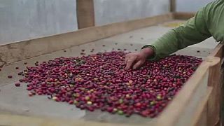 Africa's biggest coffee exporter raises 2018-19 estimates