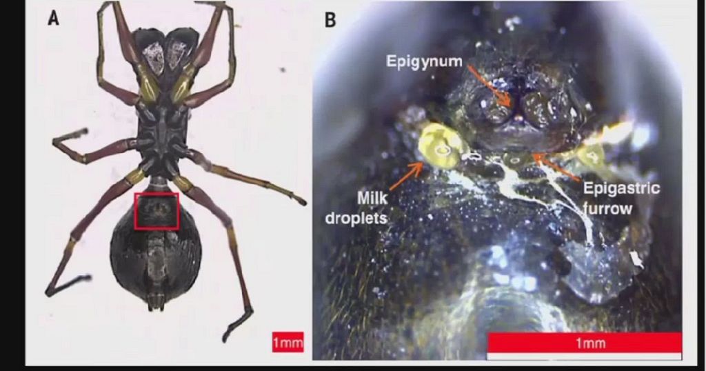 Les araignées sauteuses deviennent aveugles de faim… littéralement !