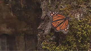 Arrivée des papillons monarques au Mexique pour y passer l'hiver