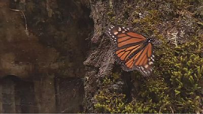 Monarch butterflies migrate from Canada to Mexico