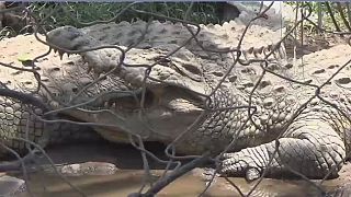 Burundi – Crocodiles : l'État veut repeupler ses parcs en mettant sur pied de nouveaux élevages
