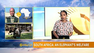 Campaign to free elephant in South Africa zoo [The Morning Call]