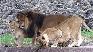 USA : une jeune femme tuée par un lion dans un parc