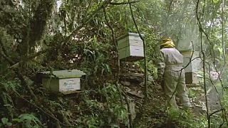 Bolivia's bees threatened by coca farmers' pesticides