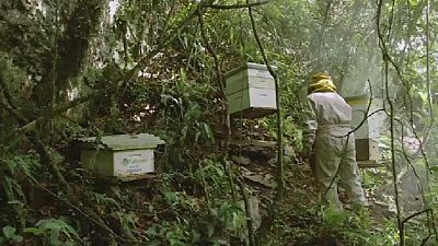 Bolivie: la fumigation des champs de coca menace les abeilles
