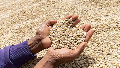 Coffee price slump leaves farmers earning less than a cent a cup