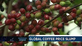 Decline in coffee prices is a major concern for farmers