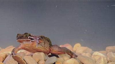 Bolivia's lonely frog finally finds a wife