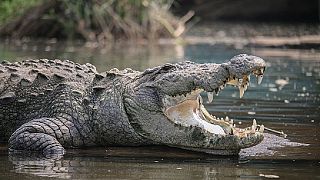 En Indonésie, une femme se fait dévorer par un crocodile apprivoisé