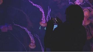 France: Jellyfish exhibit puts spotlight on climate change