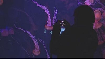 France: Jellyfish exhibit puts spotlight on climate change