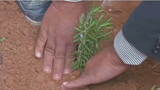 Green initiative enhances tree planting in Libya