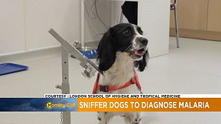 Using sniffer dogs to diagnose malaria [Sci-Tech]