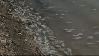 Fish perish en masse in Libyan lake