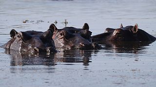 Anger over Zambia's plans to slaughter 2,000 hippos