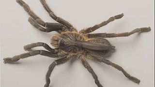 Une nouvelle mygale (araignée) "à corne" découverte en Angola