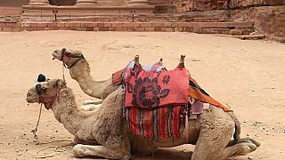 Les combats sanglants de chameaux au Pakistan